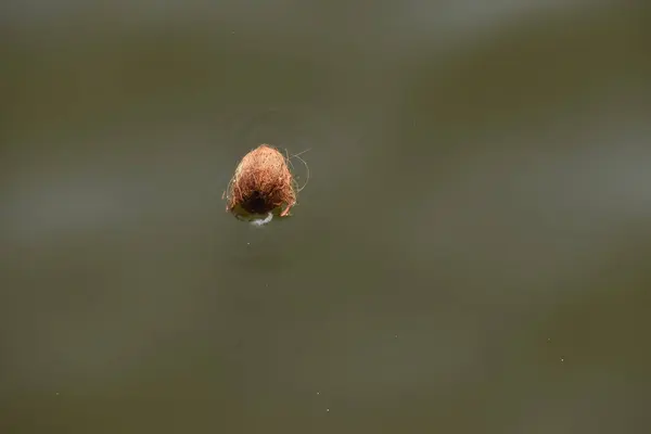 Close Shot Bolas Spider — Stock Photo, Image