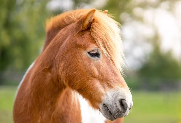 农场里一匹棕色马的选择性镜头 — 图库照片