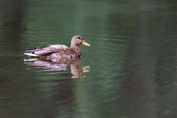 Egy Közeli Kép Egy Aranyos Kacsáról Ahogy Úszik Tóban — Stock Fotó