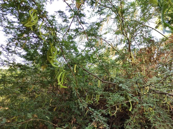Jungli Kikarの閉鎖的なショット果物と木を残す — ストック写真