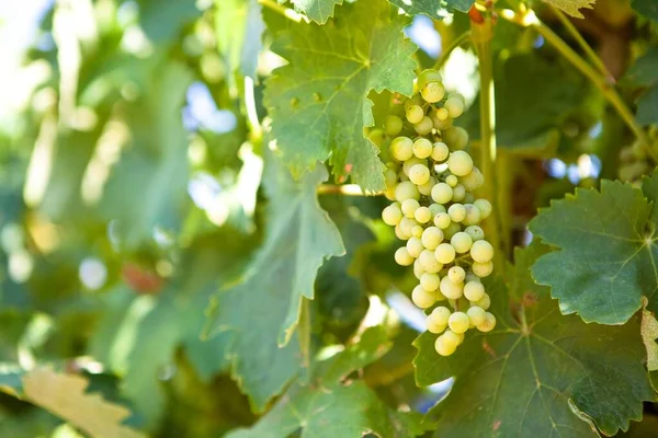 Bunch Ripe Grapes Vine Garden — Stock Photo, Image