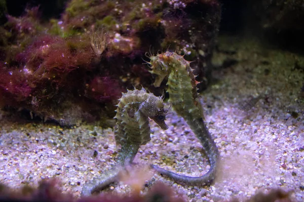 Deux Clowns Près Des Récifs Coralliens — Photo