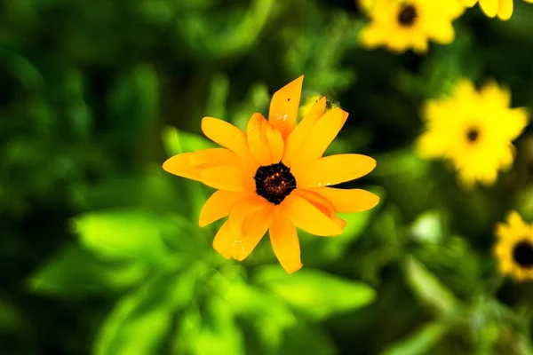 Enfoque Selectivo Flores Dimorphotheca Amarillas Jardín — Foto de Stock