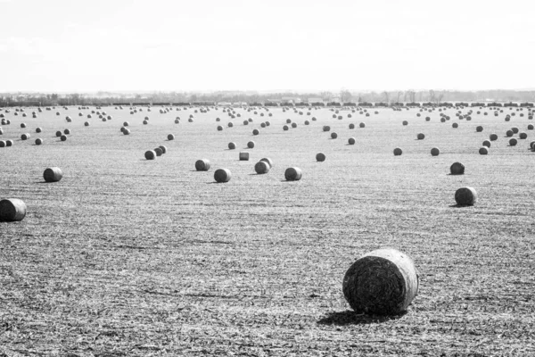 Ein Graustufenschuss Von Ballen Auf Einem Feld — Stockfoto