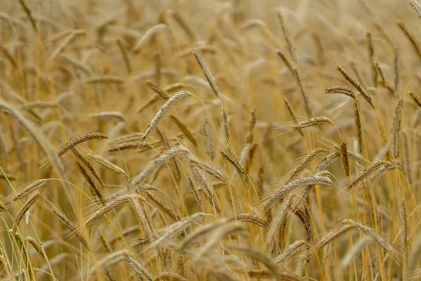 Selective Focus Shot Rye Grains Fiel — Stock Photo, Image