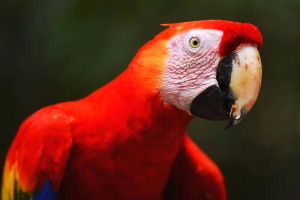 Ein Papagei Mit Roten Federn — Stockfoto
