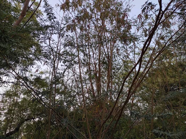 Una Hermosa Toma Frutas Jungli Kikar Dejar Fotos Del Árbol — Foto de Stock