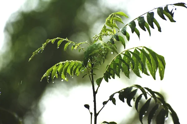 Gros Plan Gouttes Pluie Sur Les Feuilles Arbre Dans Parc — Photo