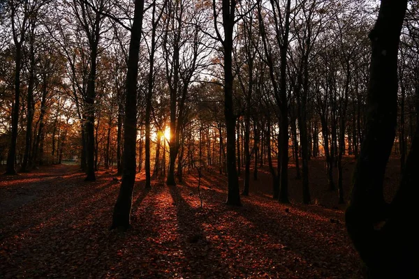 Promienie Słońca Widziane Przez Wysokie Drzewa Ciemnym Lesie Podczas Zachodu — Zdjęcie stockowe
