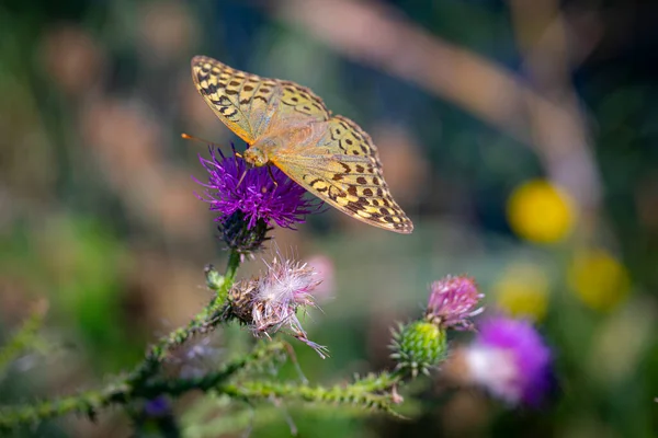 Der Selektive Fokusschuss Des Schmetterlings Auf Die Lila Distelblume — Stockfoto