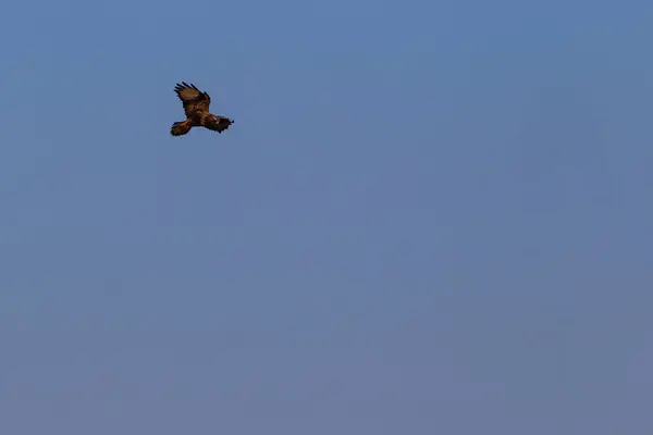 Tiro Baixo Ângulo Pântano Ocidental Pássaro Mais Cruel Voando Sobre — Fotografia de Stock