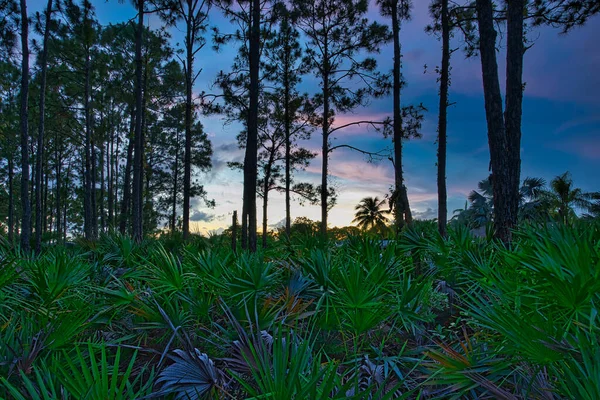 夕暮れ時の森の中の美しい風景 — ストック写真
