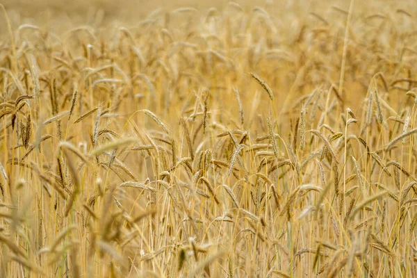 晴れた日に黄色の小麦の植物のフィールド — ストック写真