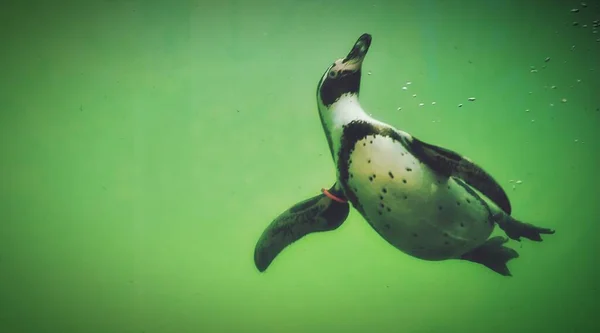 Ein Pinguin Schwimmt Wasser — Stockfoto