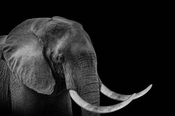 A grayscale shot of an elephant on black background
