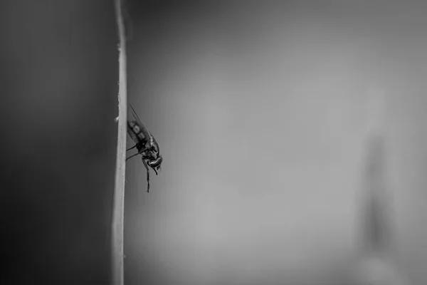 Ένα Κοντινό Πλάνο Μιας Μικρής Χαριτωμένης Μύγας Ένα Θολό Φόντο — Φωτογραφία Αρχείου