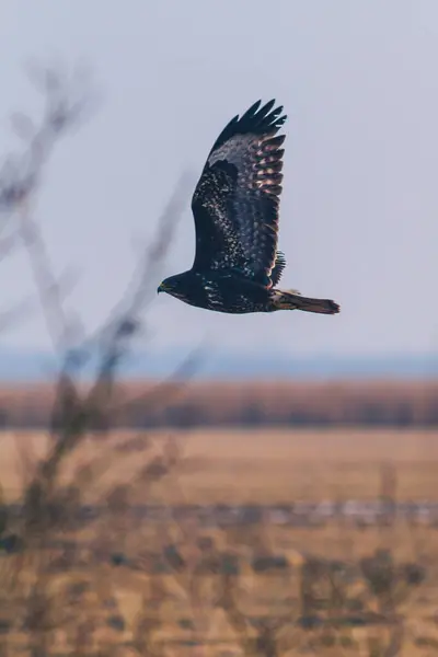 Vertikální Záběr Ptáka Jestřába Letícího Nad Oblohou — Stock fotografie