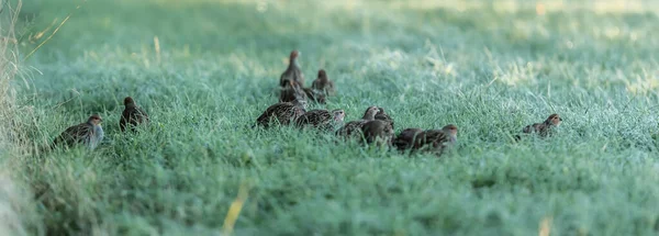 Panoramiczne Zbliżenie Siwych Ptaków Kuropatwy Siedzących Trawie — Zdjęcie stockowe