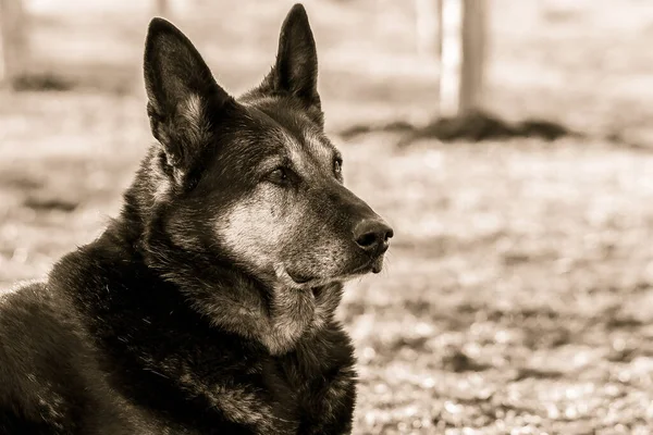 Şirin Bir Alman Çoban Köpeğinin Monokrom Fotoğrafı — Stok fotoğraf