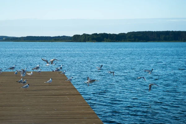 Flock Seagulls Flying Wooden Pier — Stock Photo, Image