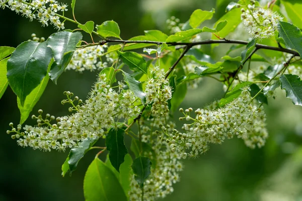 Selective Focus Shot Prunus Flowers Spring — Stock Photo, Image