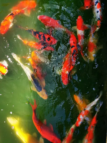 Plan Vertical Poissons Dorés Orange Dans Eau Sous Lumière Soleil — Photo