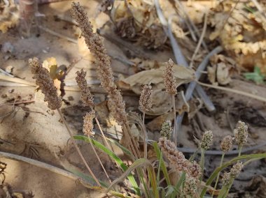 Güneşli bir günde kumlu zeminden Psyllium bitkisinin (Isabgol Bitkisi) büyümesi