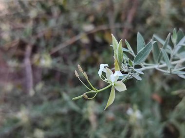 Yakın çekim Kalo Katakiyo Ayurvedic İlaç Bitkisi Meyveleri ve Terk Et