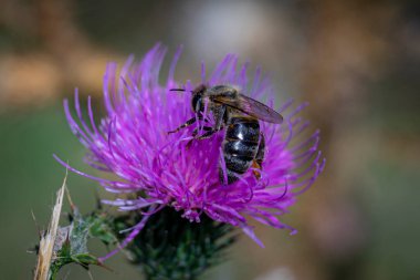 Bulanık bir arka planda mor bir devedikeni üzerine tünemiş bir arı manzarası.