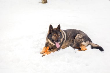 Tatlı bir Alman kurdu karların üzerinde dili dışarıda yatıyor.