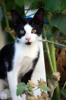 Yeşil gözleriyle bakan siyah beyaz bir kedinin dikey görüntüsü.