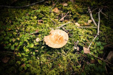 Ormanda büyüyen bir mantarın yakın plan çekimi.