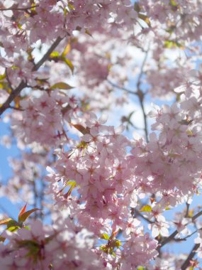 Gün boyunca bir ağaçtaki Sakura çiçeklerinin yakın plan çekimi.
