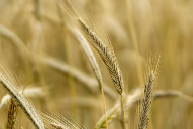 Çavdar tarlasının gündüz güzel bir görüntüsü..