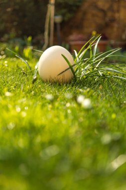 Bahçedeki yumurtanın yakın plan çekimi.