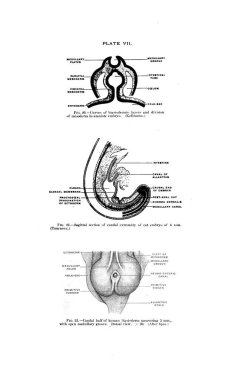 19. yüzyıl insan anatomisi ders kitabının gri tonlu bir çizimi.