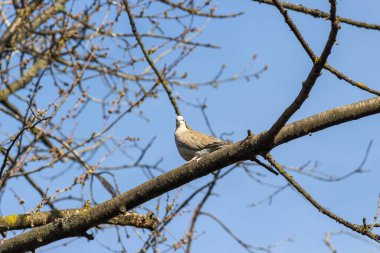 Ağaç dalında oturan Avrasyalı bir güvercinin alçak açılı görüntüsü