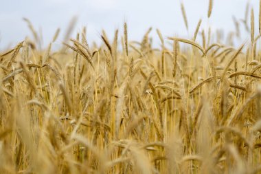 Güzel bir buğday tarlası manzarası