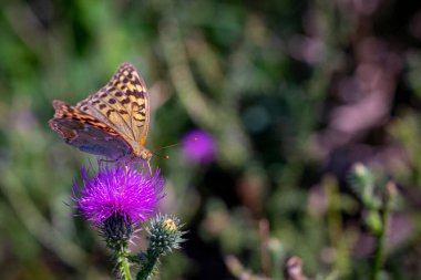Bulanık yeşil bir arka planda mor bir devedikeni üzerinde duran koyu yeşil bir kelebek.