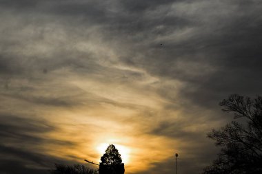 Arka planda günbatımı olan ağaçların yakın çekimi