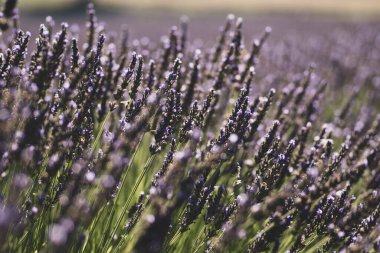 Mor lavanta tarlasının güzel yakın çekim görüntüsü.