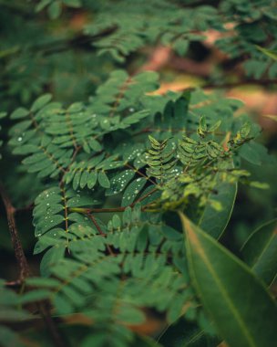 Islak bitki yapraklarını yakından çek.