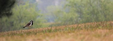 Ormandaki çimlerin üzerinde güzel bir kuş