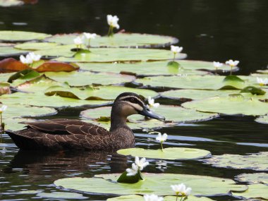 Nilüferlerin yanında yüzen siyah ördeğin yakın plan fotoğrafı..