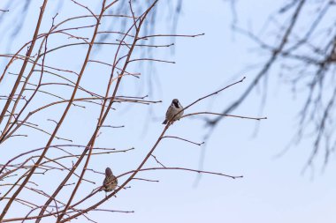 Bir dala tünemiş serçelerin seçici odak noktası.