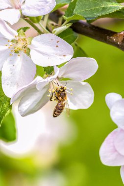 Bir arının polen topladığı dikey bir odak noktası.