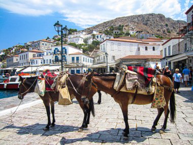 Yunanistan 'daki Hydra Adası' nın Esplanade limanında merkeplerin yakın plan çekimi