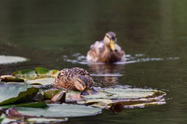 Paerchen gölünde bulanık arka planda yüzen iki ördeğin seçici odak noktası.