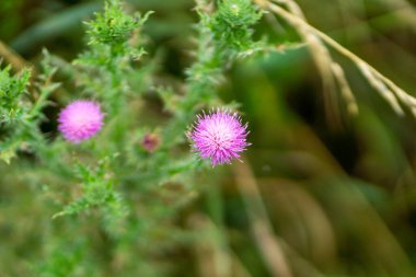 Bir bahçede iki güzel, pembe, vahşi Mimosa pudica 'nın (bunga semalu) yüzeysel bir odağı.