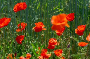 Gelincik çiçeği tarlası.